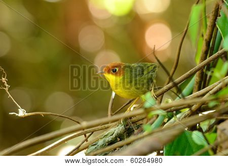 Chestnut-headed Tesia (tesia Castaneocoronata)