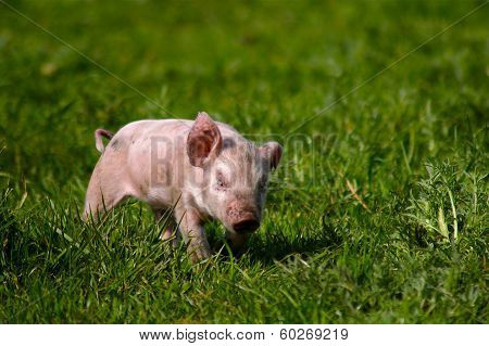 Sucking Pig