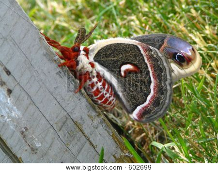 Borboleta