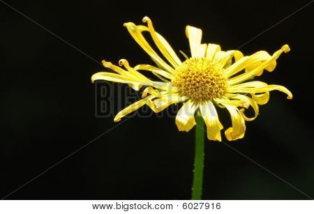 Doronicum