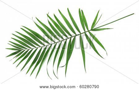 Green leaf  of palm tree (Howea) isolated on white
