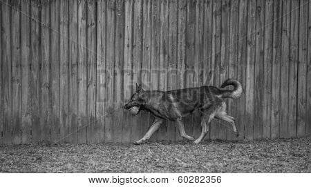German Shepherd running