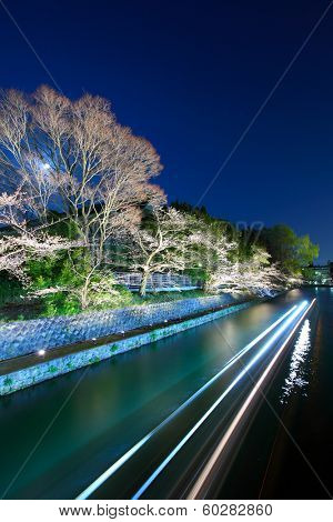 Biwa lake canal with sakura tree at night