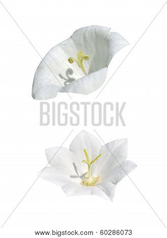 Isolated Campanula