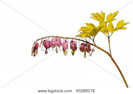 Dicentra Spectabilis