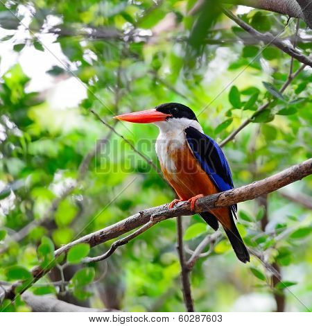 Black-capped Kingfisher