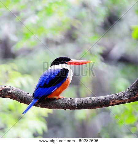 Black-capped Kingfisher