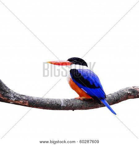 Black-capped Kingfisher