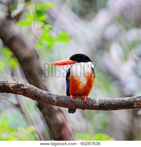 Black-capped Kingfisher