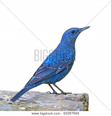 Blue Rock-thrush