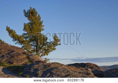 The Tree
