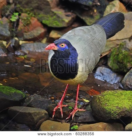 Coral-billed Ground-cuckoo