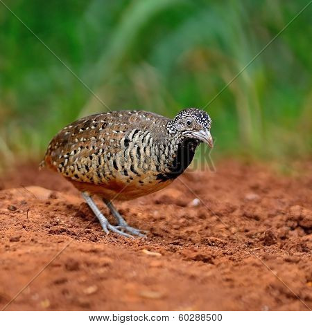 Female Barred Buttonquail
