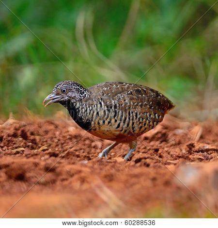 Female Barred Buttonquail