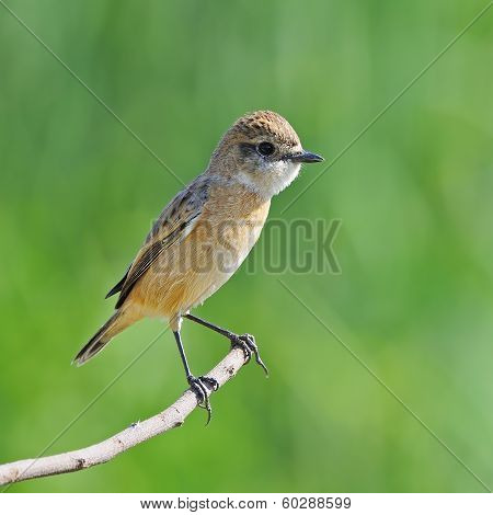 Eastern Stonechat