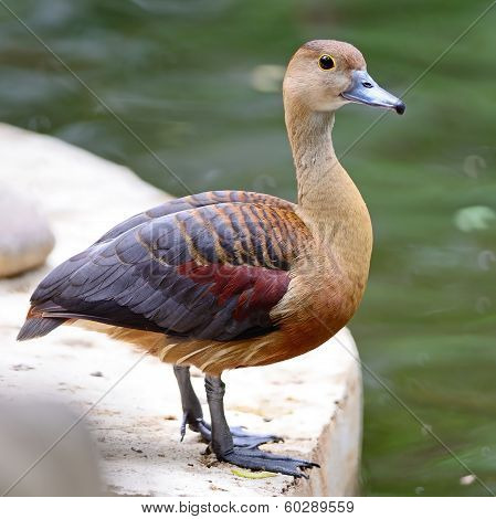 Lesser Whistling-duck