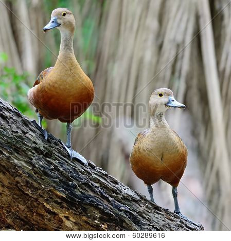 Lesser Whistling-duck