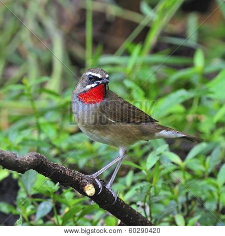 Siberian Rubythroat