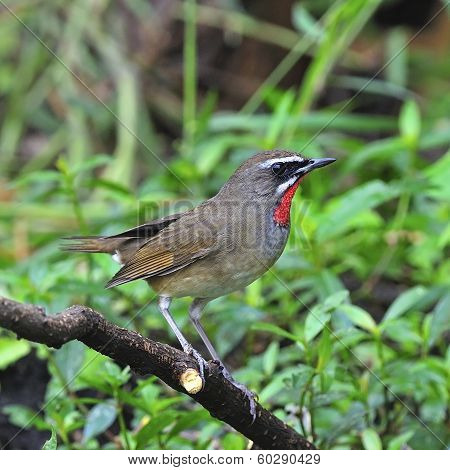 Siberian Rubythroat
