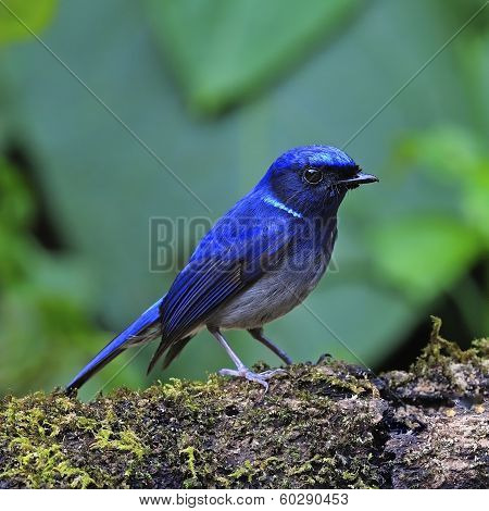 Small Niltava