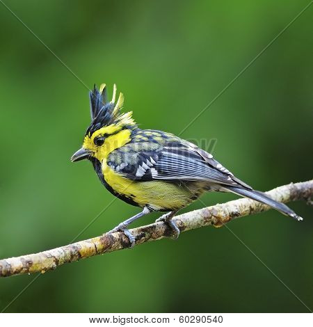 Male Yellow-cheeked Tit