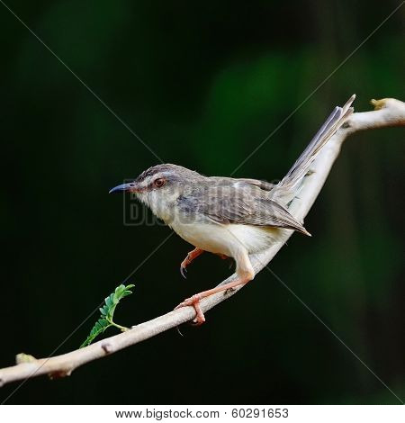 Plain Prinia