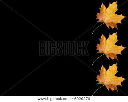 Hojas de otoño