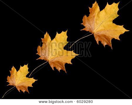 Hojas de otoño