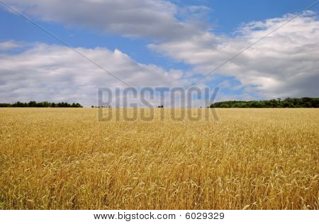 Pšeničné pole s Cloudly modrá obloha