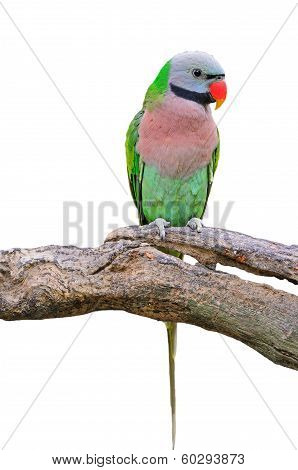 Red-breasted Parakeet