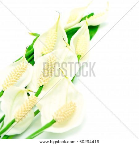 Spathiphyllum