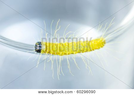 A Giant Worm.