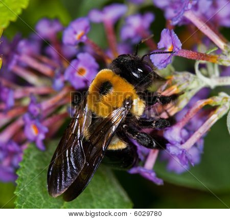 Bumblebee Pollinates en blomst