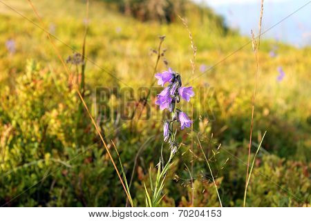 Purple campanula