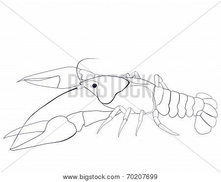 crayfish sketch