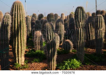 Majestætiske ørkenen cactii.