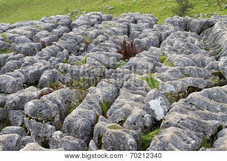 Limestone Pavement At Malham Cove, Yorkshire, England