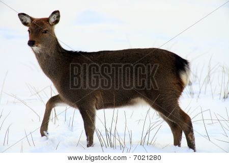 cervo sika