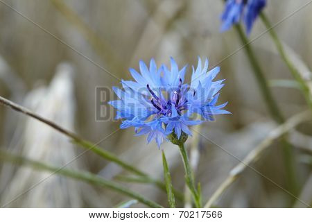Blue Cornflower