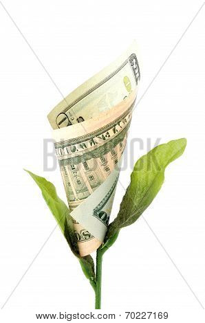 Money Flower