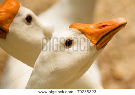 Goose