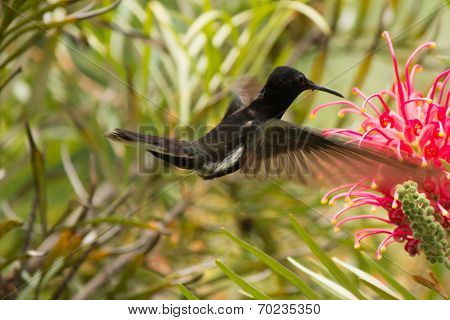 Beija-Flor - hummingbird - Trochilus