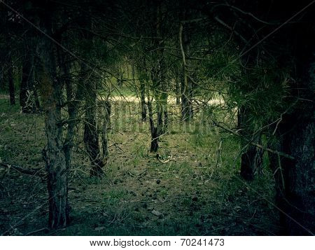 Pine Forest