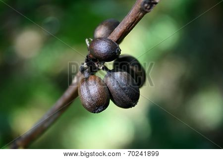 Coffee Beans