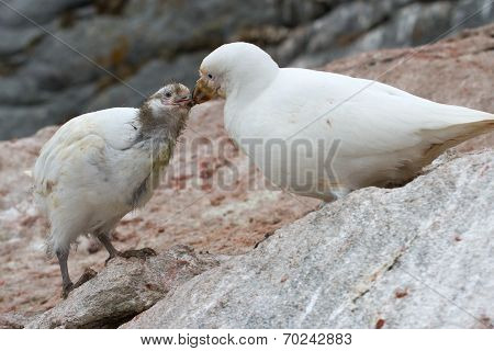 Female Snowy Sheathbill Or Chionis Albus Chicks That Feeds