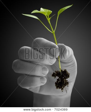 Plante