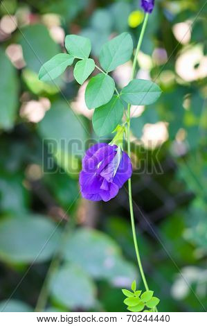 Pea Flower