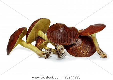 Slippery Jack Mushrooms (suillus Granulatus) Isolated On White Background