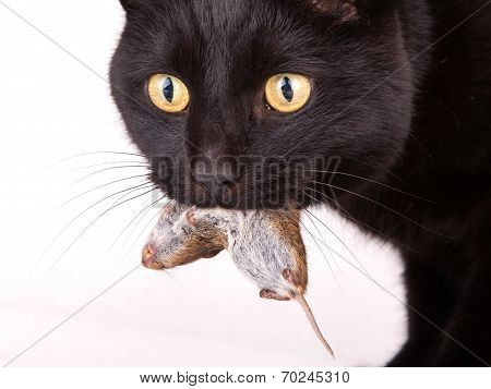 Black Cat With His Prey, A Dead Mouse