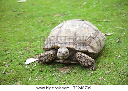 Centrochelys Sulcata Turtle In Green Grass